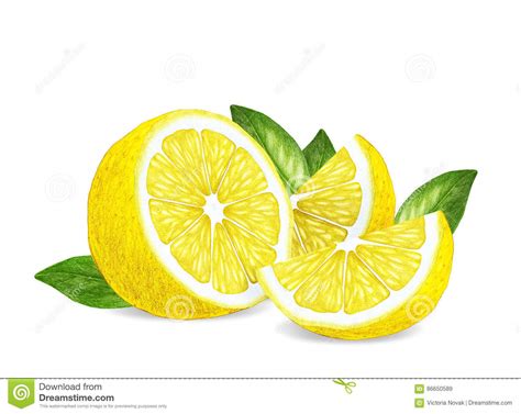 Hand Drawn Illustration Of Lemon Stock Illustration Illustration Of