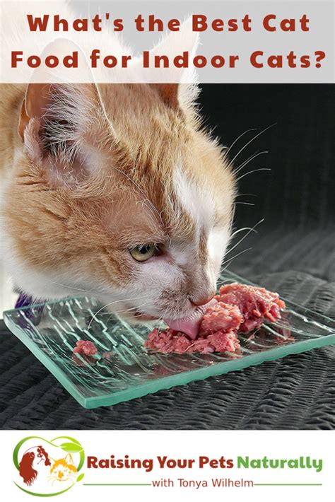 First and foremost, you want to for the sake of price, you may need to choose a cat food that contains grains, though it is best to stick with digestible options like brown rice and oatmeal. Best Cat Food for Indoor Cats | Best Natural Cat Food ...