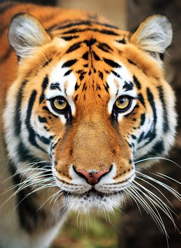 At least 3,890 tigers remain in the wild, but much more work is needed to protect this species there are two recognized subspecies of tiger*: Siberian Tiger Portrait Stock Photo - Download Image Now ...