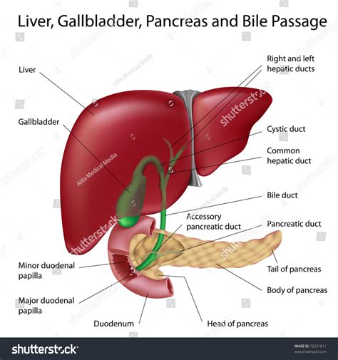 Liver Gallbladder Duodenum Pancreas Scientifically Accurate Ilustra Es Stock