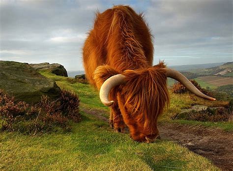 Hd Scotland Highland Cattle Wallpapers Peakpx