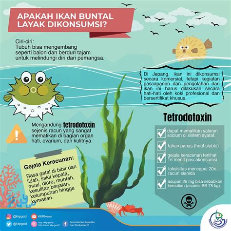 7 fakta tentang ikan buntal yang belum banyak diketahui orang. KOMUNITAS PENYULUH PERIKANAN: APAKAH IKAN BUNTAL LAYAK ...