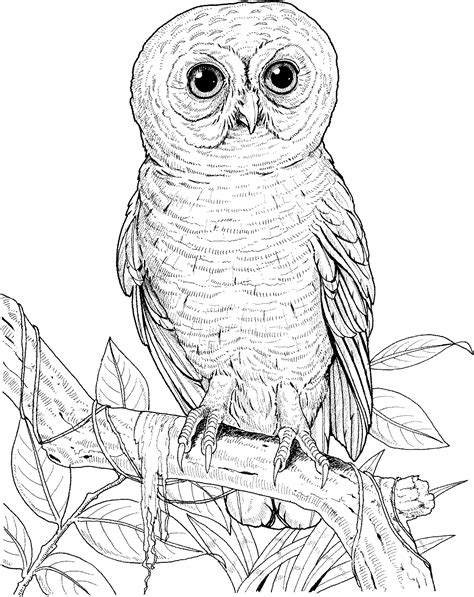 Printable Owl Coloring Pages Printable Blank World