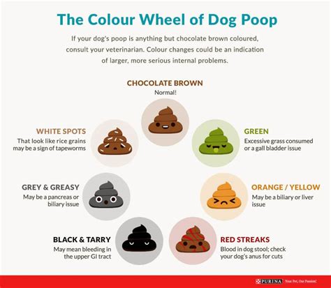 Poop Stool Color Changes Color Chart And Meaning Healthy Concep Stock