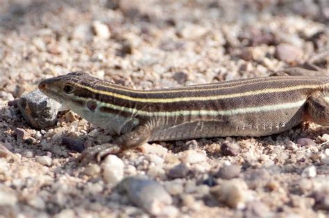 Arizona Striped Whiptail Reptiles Of Arizona · Inaturalist
