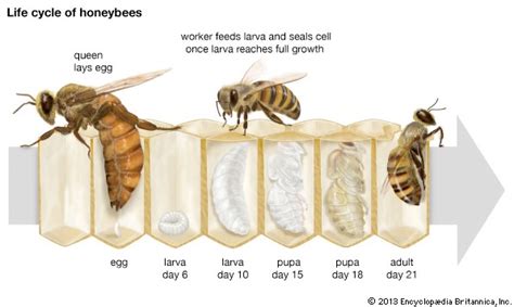 how do bees reproduce let s find out one honey bee