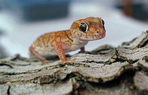 Lots To Love About A Gecko The New York Times