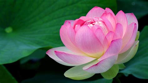 Highres Lotus Pink Flowers Background Hd 6543