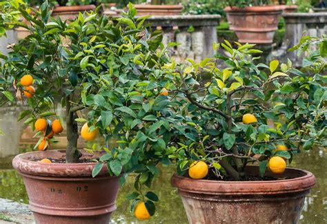 7 Perfect Patio Fruit Trees For Small Spaces Home Garden And Homestead In 2021 Patio Fruit