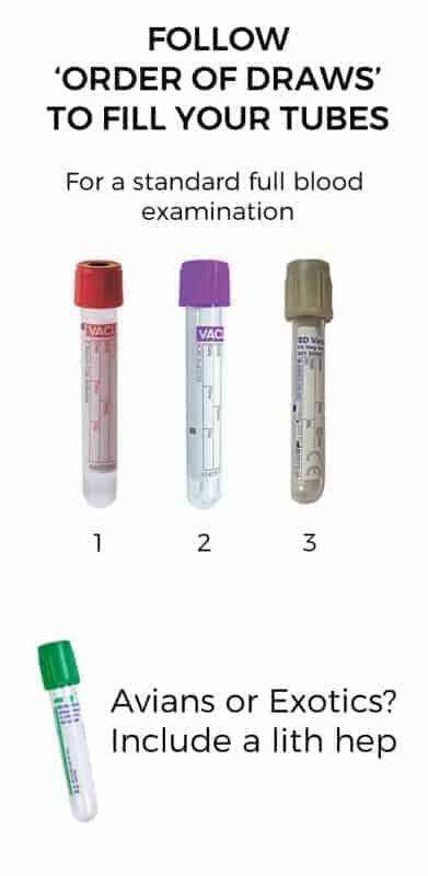 Jugular Venepuncture Get The Best Sample With These Tips For Vns