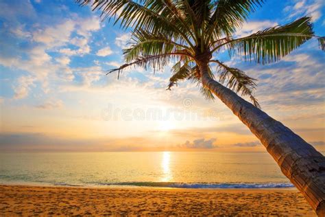 Seascape Of Beautiful Tropical Beach With Palm Tree At Sunrise Stock
