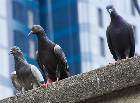 Pigeons Edit Engineering Technical Consultants