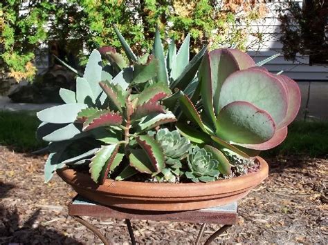 You Can Grow Succulents In Shallow Terracotta Containers Not Here Yet