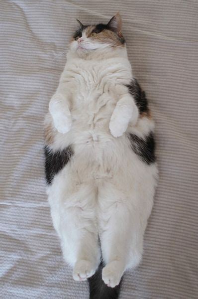 17 Best Images About Fat Cats On Pinterest Cats Nancy Dellolio And