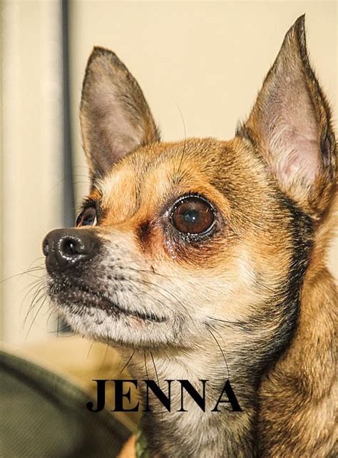 Adopt Jenna On Petfinder Animal Shelter Chihuahua Dogs Animals