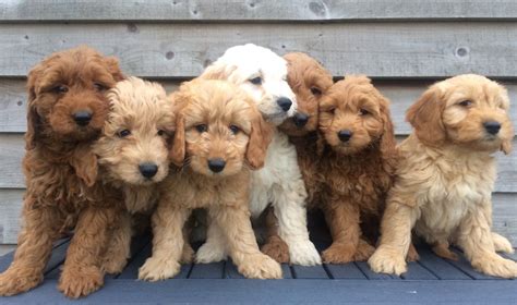 Puppy cut, teddy bear cut, kennel cut, lion cut, short and long cut. F1 Teddy Bear Goldendoodle Puppies. | Melton Mowbray, Leicestershire | Pets4Homes