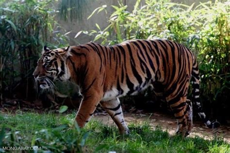 A Tiger Refuge In Sumatra Gets A Reprieve From Road Building Focusing