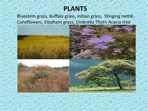 Areoles also give rise to new branches and flowers. PPT - BIOMES PowerPoint Presentation, free download - ID ...