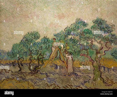 The Olive Orchard Vincent Van Gogh 1889 National Gallery Of Art