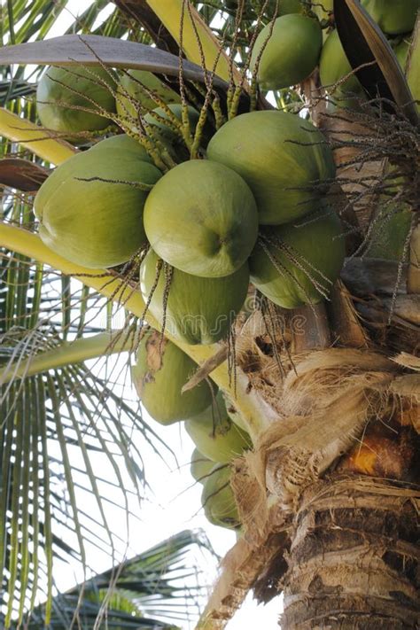 Green Coconuts And Leaves Of The Palm Tree Stock Photo Image Of White