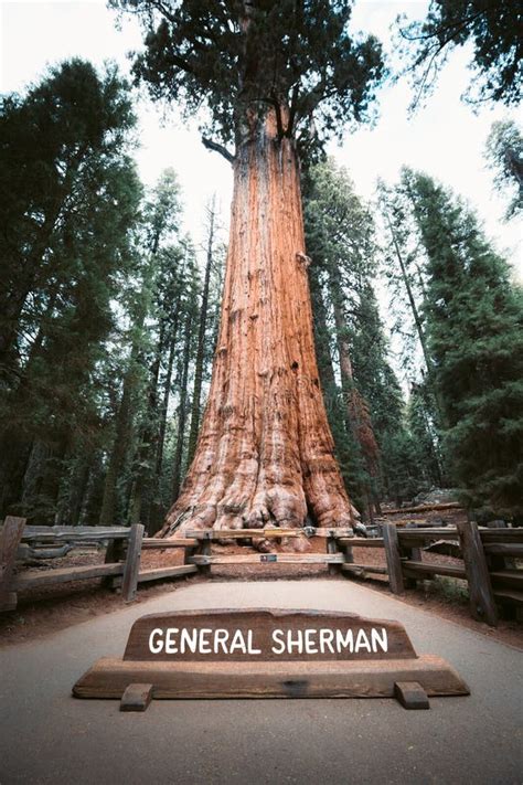 General Sherman Tree The World S Largest Tree By Volume Sequoia