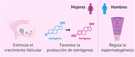 funciones de la hormona fsh