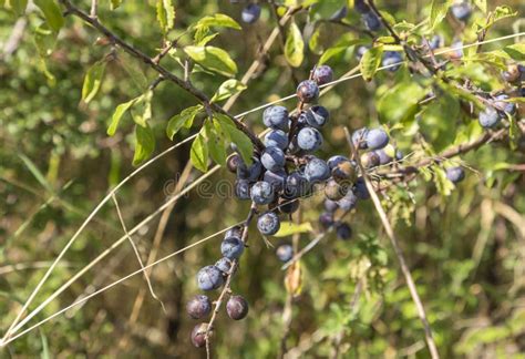 Sloe Berries Ripening On The Bush Stock Photo Image Of Outdoor