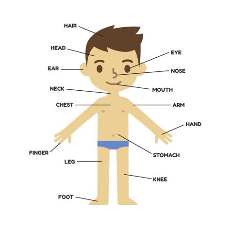 Muscle contraction and movement in animals. Children Learning Body Movements