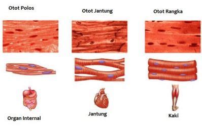 Sistem Otot Manusia Fungsi Cara Kerja Dan Macam Macam Jenis Otot