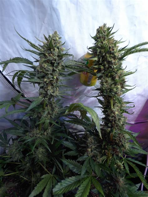 Blue Cheese Autoflowering Dinafem Cannabis Strain Gallery