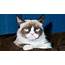 Grumpy Cat It Gets That From You  News The Sunday Times