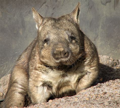 Seltenes Haarnasenwombat Aus Beutel Seiner Mutter