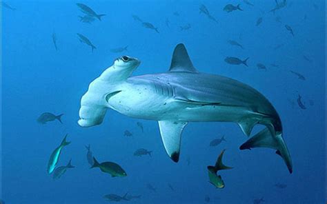Jaws digital wallpaper, movies, shark, split view, sea, water. Hammerhead Sharks Wallpapers (58+ pictures)