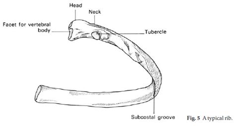 It is an organ that is part of the lymph system and works as a drainage network that defends your body against infection. Understanding the Clinical Guide to Anatomy: Thoracic Cage ...