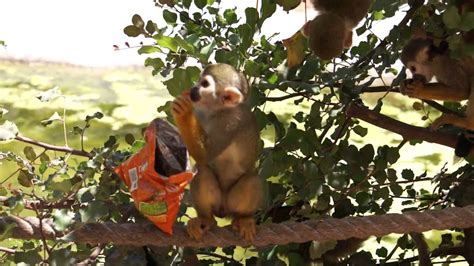 Funny Squirrel Monkey Youtube