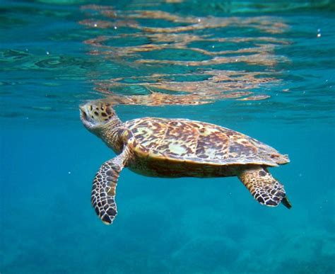 Hawksbill Sea Turtles Hawksbill Hope