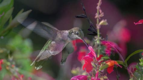 Hummingbirds are attracted to brightly colored flowers, including yellow, orange, pink and purple, but they are attracted to red more than any other color, as red seems to be an indicator of food to these small birds. Hummingbirds and Flowers - YouTube