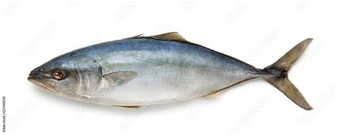 Fresh Tuna Fish Stock Photo Adobe Stock