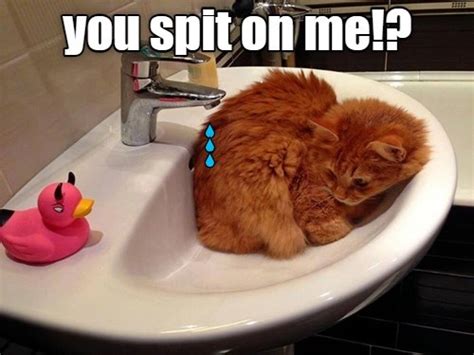 Drip Drip Drip Drip Lolcats Lol Cat Memes Funny Cats Funny