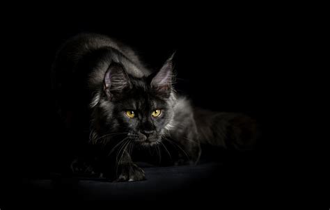 It is important to use a name that conveys the proper image of your cat. Black Cat: Our black smoke Maine Coon queen by Robert ...