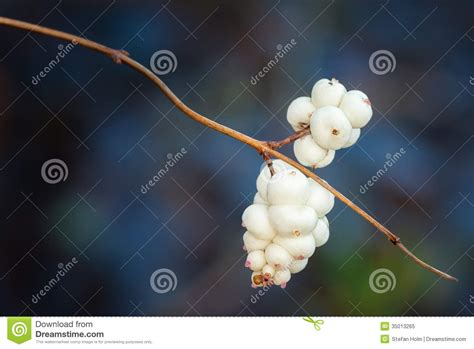 Snowberries Symphoricarpos Albus Stock Image Image Of Ball Closeup