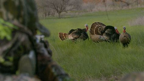 Down The Sights With Zinkcallssavianx And Officialnwtf Turkey Hunting Hunting Sights