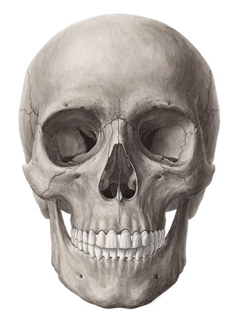 It supports and protects the face and the brain. Skull (Anatomy) - Study Guide | Kenhub