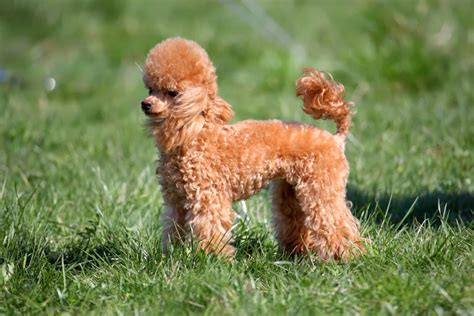 Miniature Poodle Dogs Breed Information Omlet