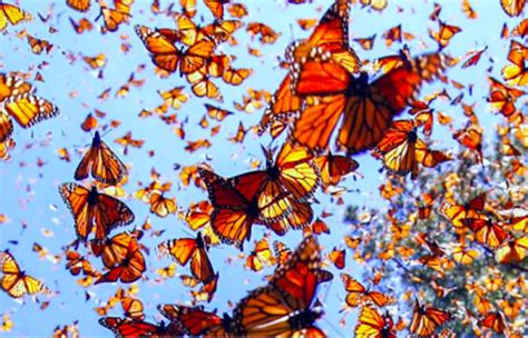 Medidas Y Peso De La Mariposa Monarca Todo Lo Que Debes Saber