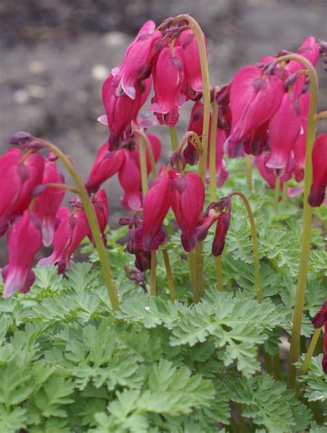 Nuttall is a historian, author and a former politician. Bleeding Heart Dicentra x King of Hearts from Growing Colors