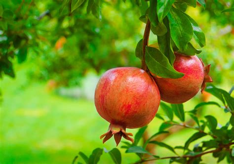 CÓmo Iniciar El Cultivo De Granada Por HidroponÍa