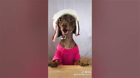 Talking Dachshunds Not My Video But Oh So Funny Youtube