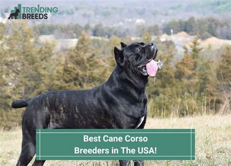 11 Best Cane Corso Breeders In The Usa 2024