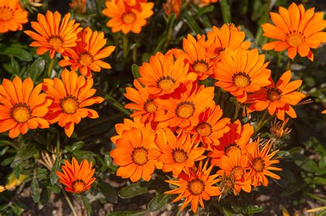 Gazanias Treasure Flower Plant Care And Growing Guide